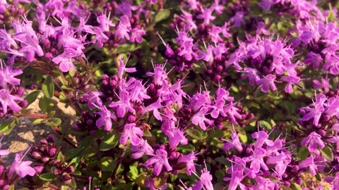 Blooming thyme in the wild close up 스톡 동영상 222721874
