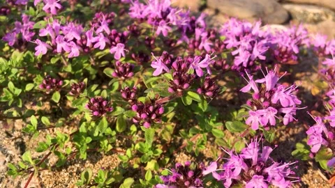 Blooming thyme in the wild 스톡 동영상 222721875