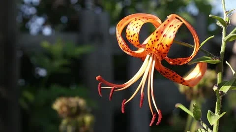 Blooming tiger lily Stock Footage 11524807