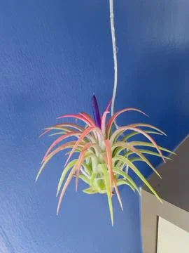 Blooming Tilandsia Foto stock