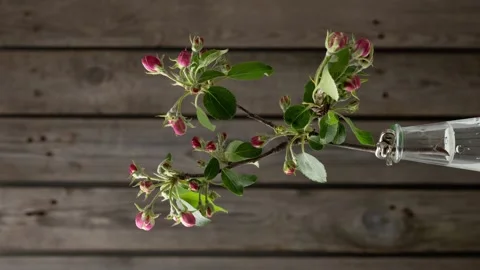 Blooming timelapse of an apple tree branch with vibrant pink blossoms Видео 284868610