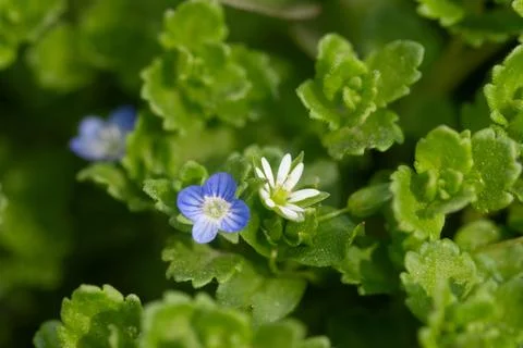 Blooming tiny flowers against a background of green leaves Foto stock