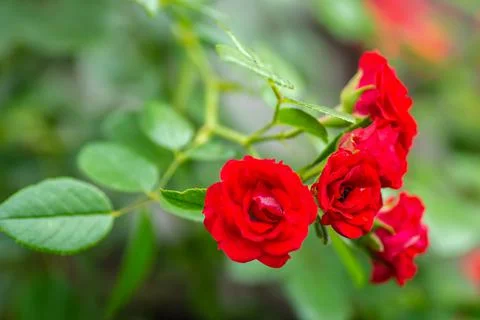 Blooming tiny red roses. Stock Photos