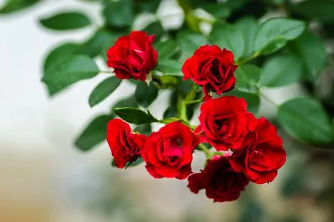 Blooming tiny red roses. Stock Photos