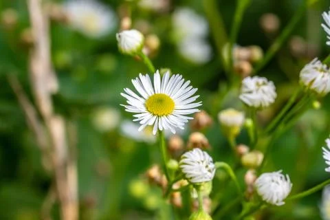 Blooming tiny white field flower resembling chamomile surrounded by greenery Фото
