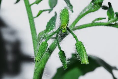 Blooming tomato pollen macro. Stock Photos