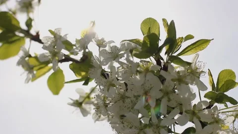 Blooming tree against the backdrop of the sun. Branch with flowers against the s Stock Footage 220520822