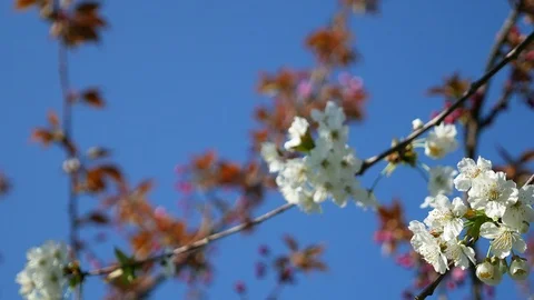Blooming tree against the blue sky. beautiful flowers on a branch in the spring Stock Footage 106724699