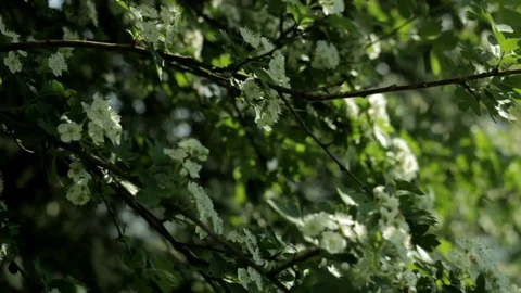 Blooming tree against blue sky, slow motion Stock Footage 108726644