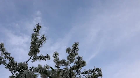 A blooming tree against the blue sky Video stock 130254558