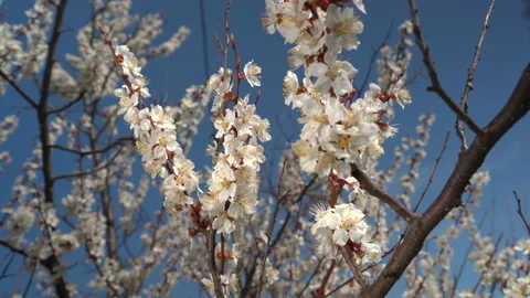Blooming tree against blue sky Stock Footage 181380360