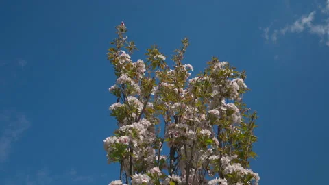 Blooming tree against blue sky Stock Footage 189919277