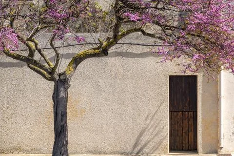Blooming tree against the wall Stock Photos