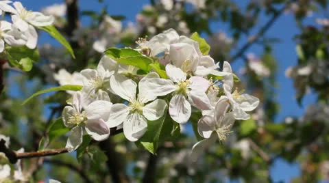 Blooming tree and bee Stock Footage 22993095