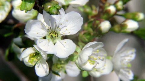Blooming tree and a bee. Stock Footage 49931464