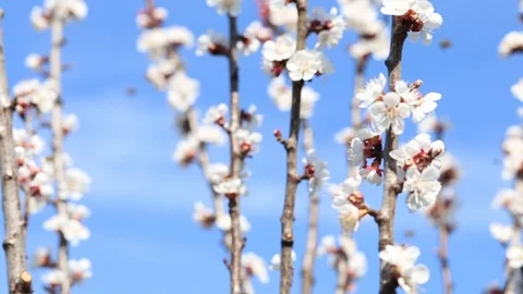 Blooming tree and bees collecting nectar in spring Stock Footage 88358958