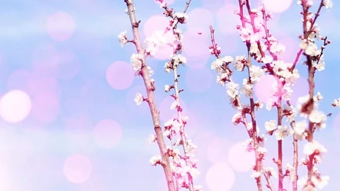 Blooming tree and bees collecting nectar Stock Footage 106933811