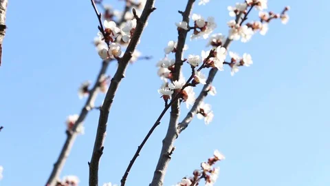 Blooming tree and bees  in spring Stock-Footage 88358648