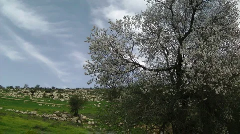 Blooming tree and the blue sky. Pollination of the tree's flowers. Stock Footage 2563716