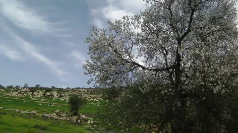 Blooming tree and the blue sky. Pollination of the tree's flowers. Slow motion. Stock Footage 2565354