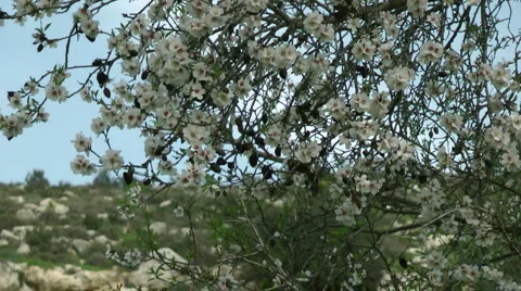 Blooming tree and the blue sky. Pollination of the tree's flowers. Stock Footage 2565382