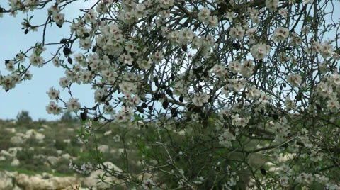 Blooming tree and the blue sky. Pollination of the tree's flowers. Slow motion. Stock Footage 2565433