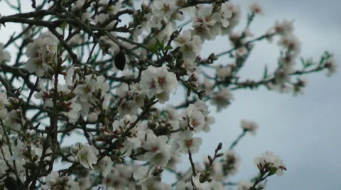 Blooming tree and the blue sky. Pollination of the tree's flowers. Stock Footage 2565448