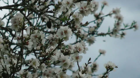 Blooming tree and the blue sky. Pollination of the tree's flowers. Slow motion. Stock Footage 2565478