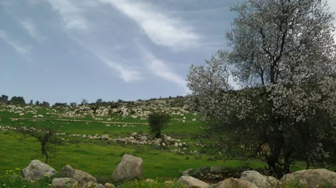Blooming tree and the blue sky. Pollination of the tree's flowers. Slow motion. Stock Footage 2565572