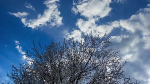 Blooming tree and blue sky, 4k timelapse. Stock Footage 62358899
