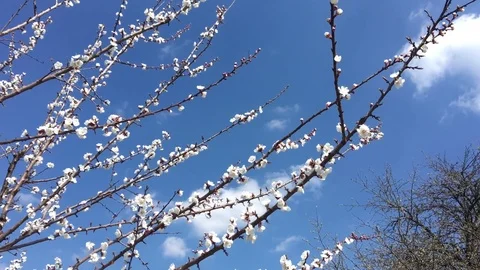 Blooming tree and blue sky, 4k 4096x2304, 30fps Stock Footage
