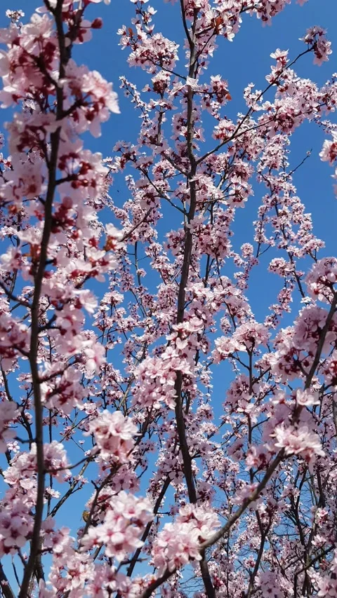Blooming tree and blue sky Stock Footage 236634485