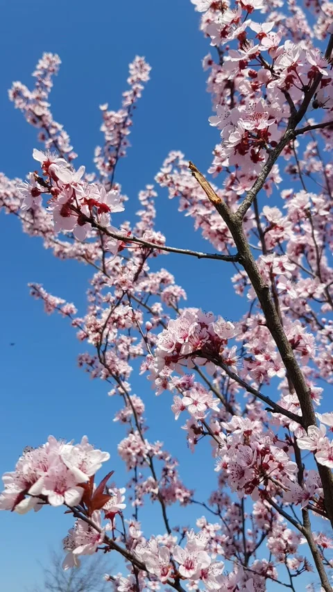 Blooming tree and blue sky Video stock 236634745