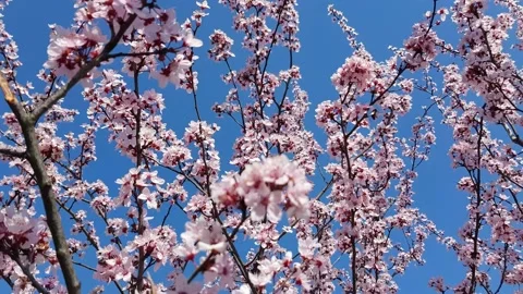 Blooming tree and blue sky Video stock 236687566