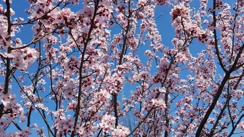 Blooming tree and blue sky Stock Footage 236687569