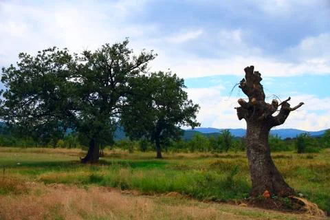 Blooming tree and a dead tree nearby. Stock Photos