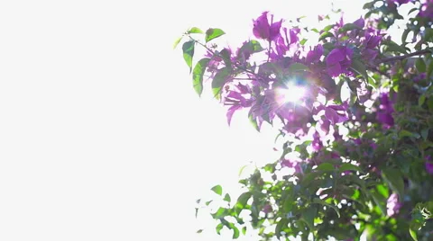 Blooming tree and sunbeams. Stock Footage 49469070