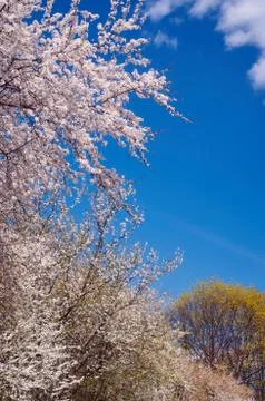 Blooming tree on a background of blue sky Stock Photos