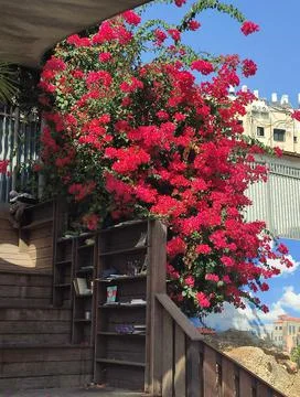 A blooming tree on the background of the city wall of Tel Aviv. Stock Photos