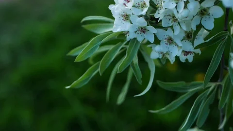Blooming tree on a background of green grass. Stock Footage 119273699
