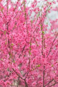 Blooming tree background Stock Photos