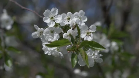 Blooming tree. Bee collects pollen from white flowers in orchard. Stock Footage 240432191