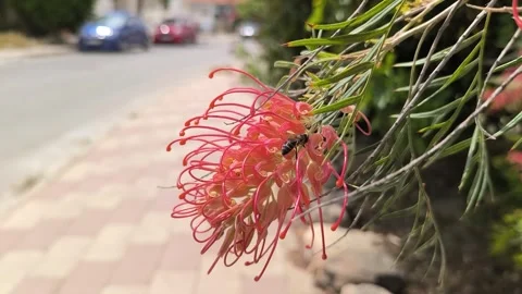 Blooming tree. Bee collects pollen from white flowers in orchard. Stock Footage 275186792
