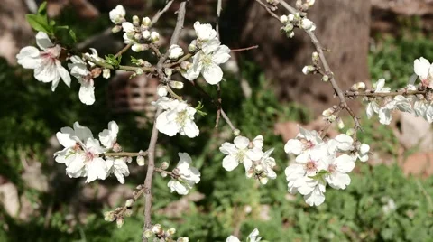 Blooming Tree With a Bee Stock Footage 61178876