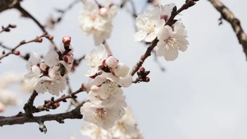 Blooming tree. Bees collects pollen from white flowers in orchard. Stock Footage 237265076