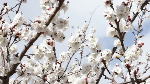 Blooming tree. Bees collects pollen from white flowers in orchard. Video stock 237265087