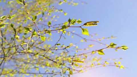 Blooming tree Birch on spring sunny day. Fresh green of young birch leaves on Stock Footage 219208524