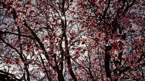 Blooming tree blossoms catching bright spring sun Stock Footage 335274057