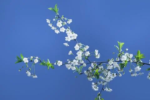Blooming tree on a blue background. Spring flowers. Spring background. Select Stock Photos