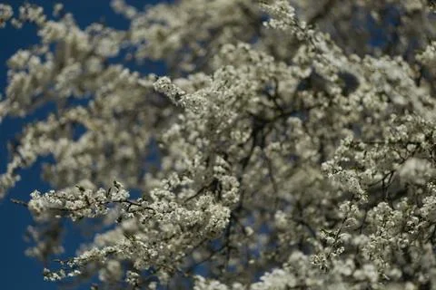 Blooming tree branch on the background of the village Stock Photos